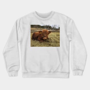 Scottish Highland Cattle Bull 2339 Crewneck Sweatshirt